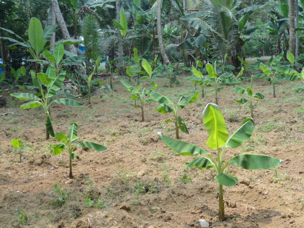 Plot For Sale In Kottayam Kulasekharamangalam