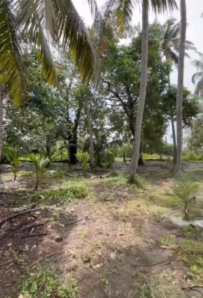 Plot For Sale In Alappuzha Ambalapuzha purakkad